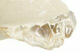 Fossil Baby Oreodont (Merycoidodon?) Partial Skeleton - Wyoming #367602-3